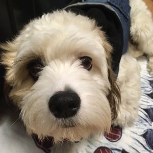 Meet your Posher, Laura